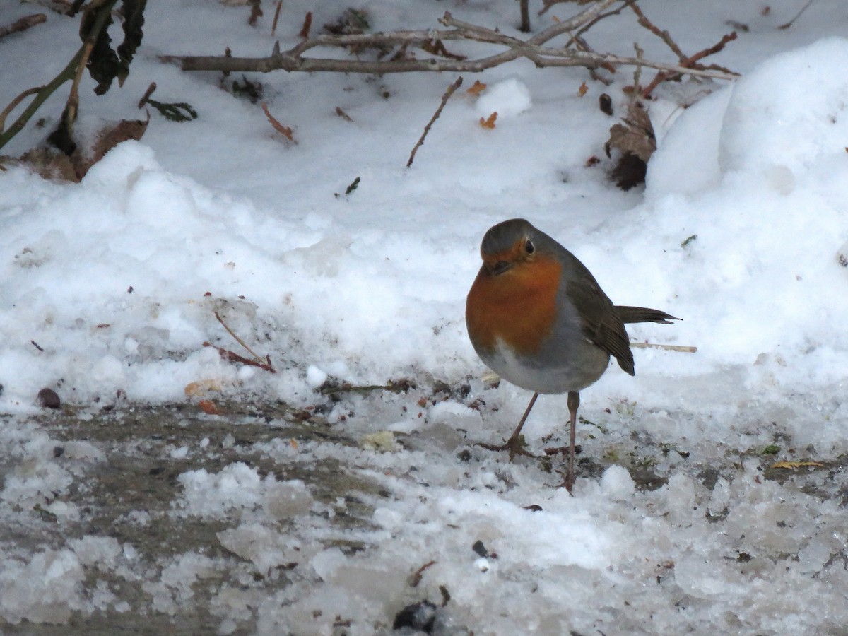 European Robin - ML652601180
