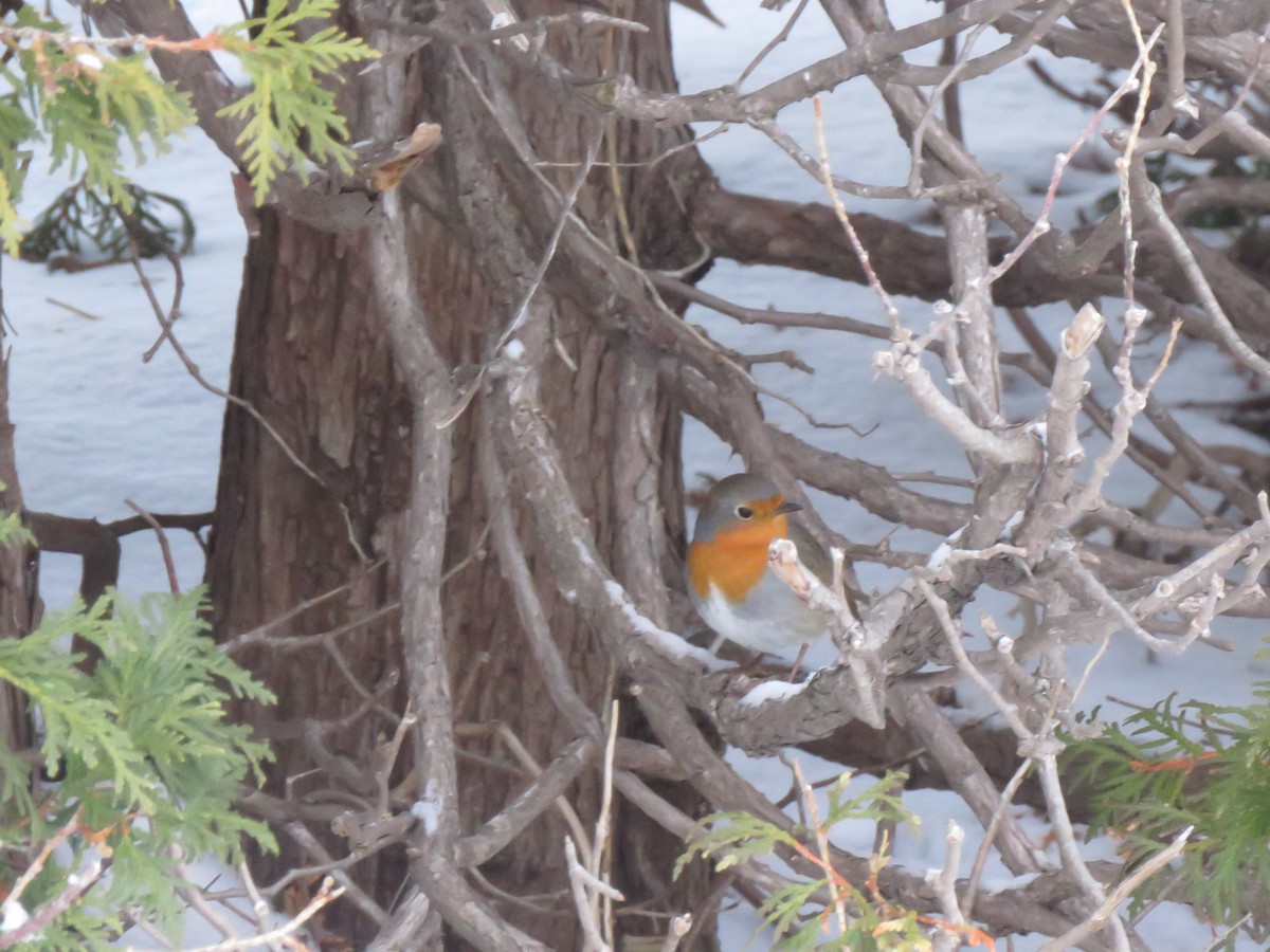 European Robin - ML652601181