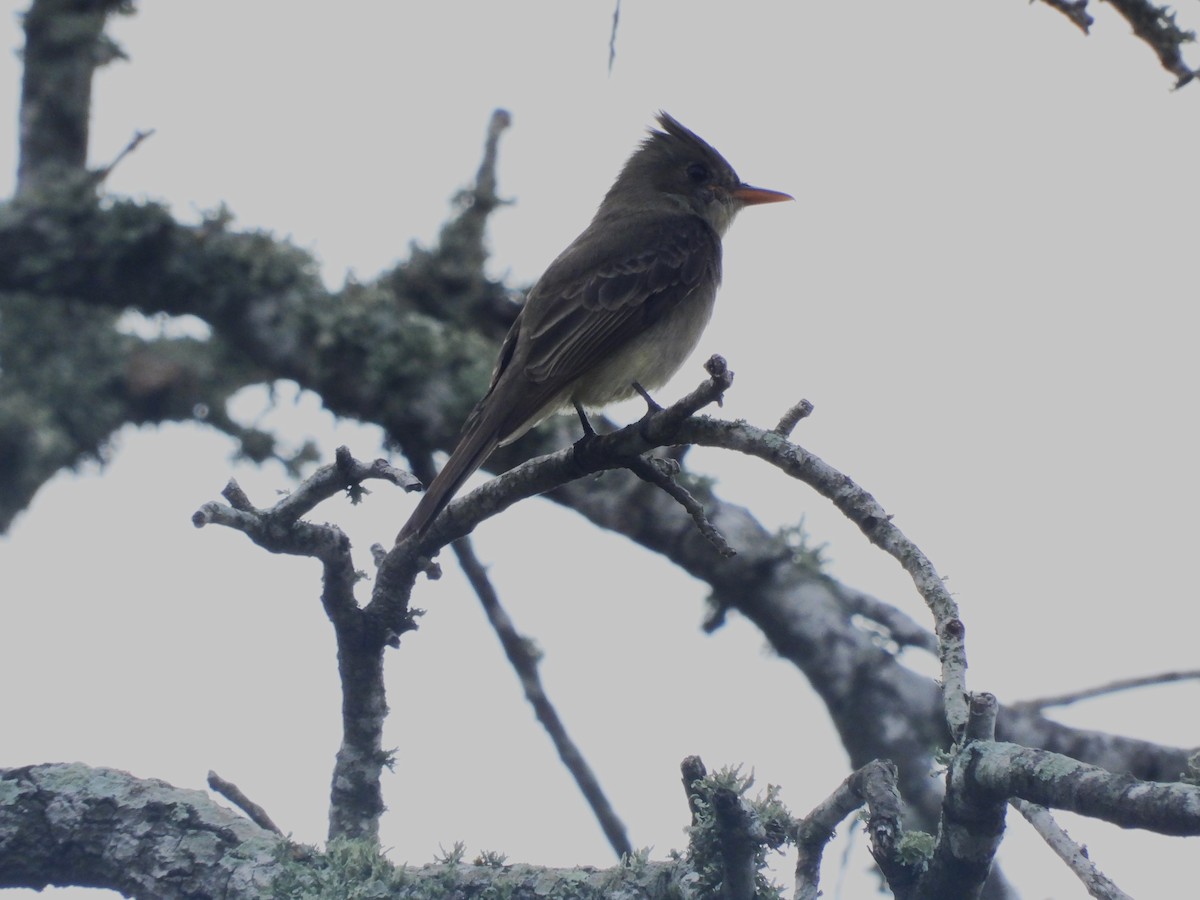 Greater Pewee - ML652601262