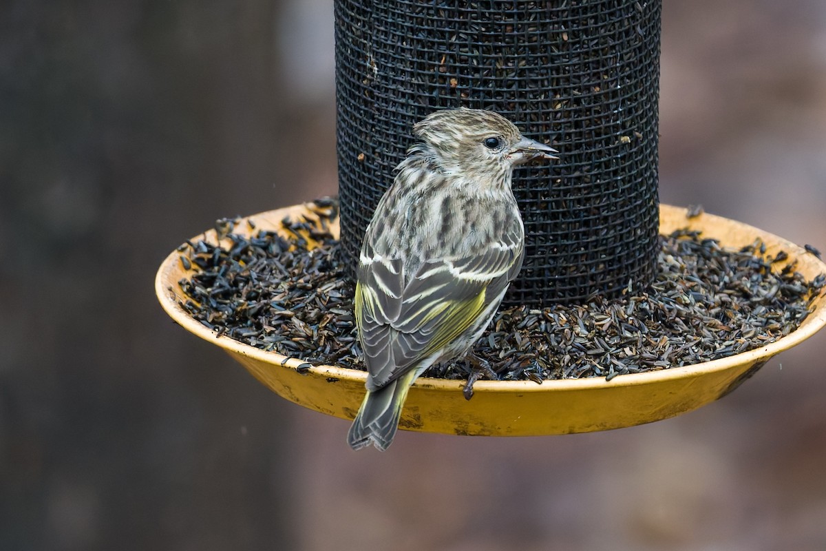 マツノキヒワ - ML652601322