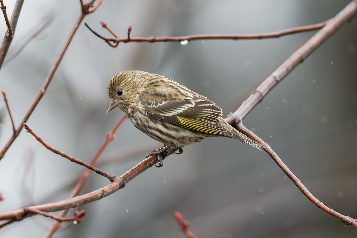 マツノキヒワ - ML652601323