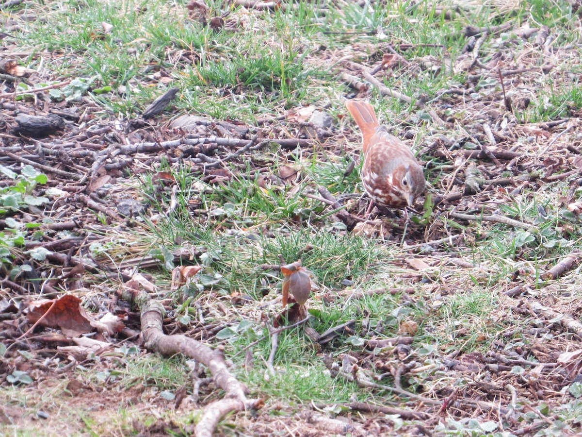 Fox Sparrow (Red) - ML652601373