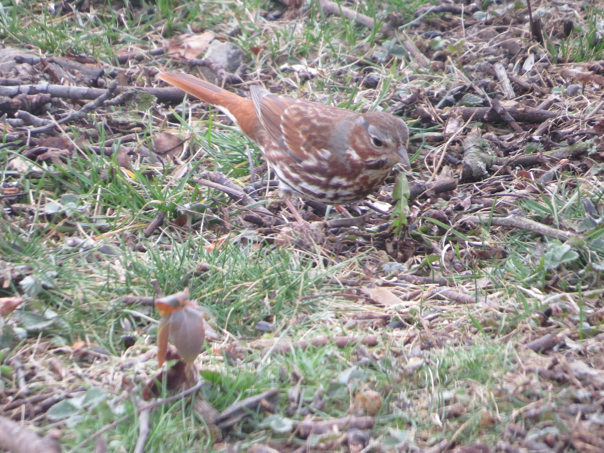 Fox Sparrow (Red) - ML652601374