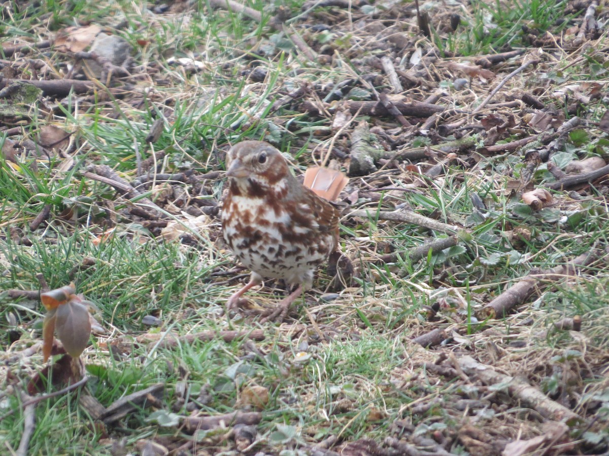 Fox Sparrow (Red) - ML652601375