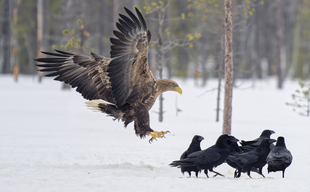 オジロワシ - ML652601394