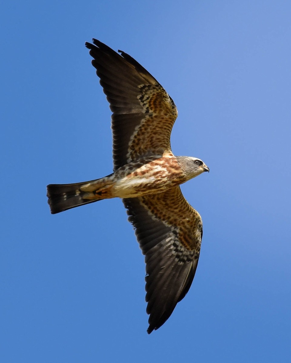 Milan du Mississippi - ML652601731