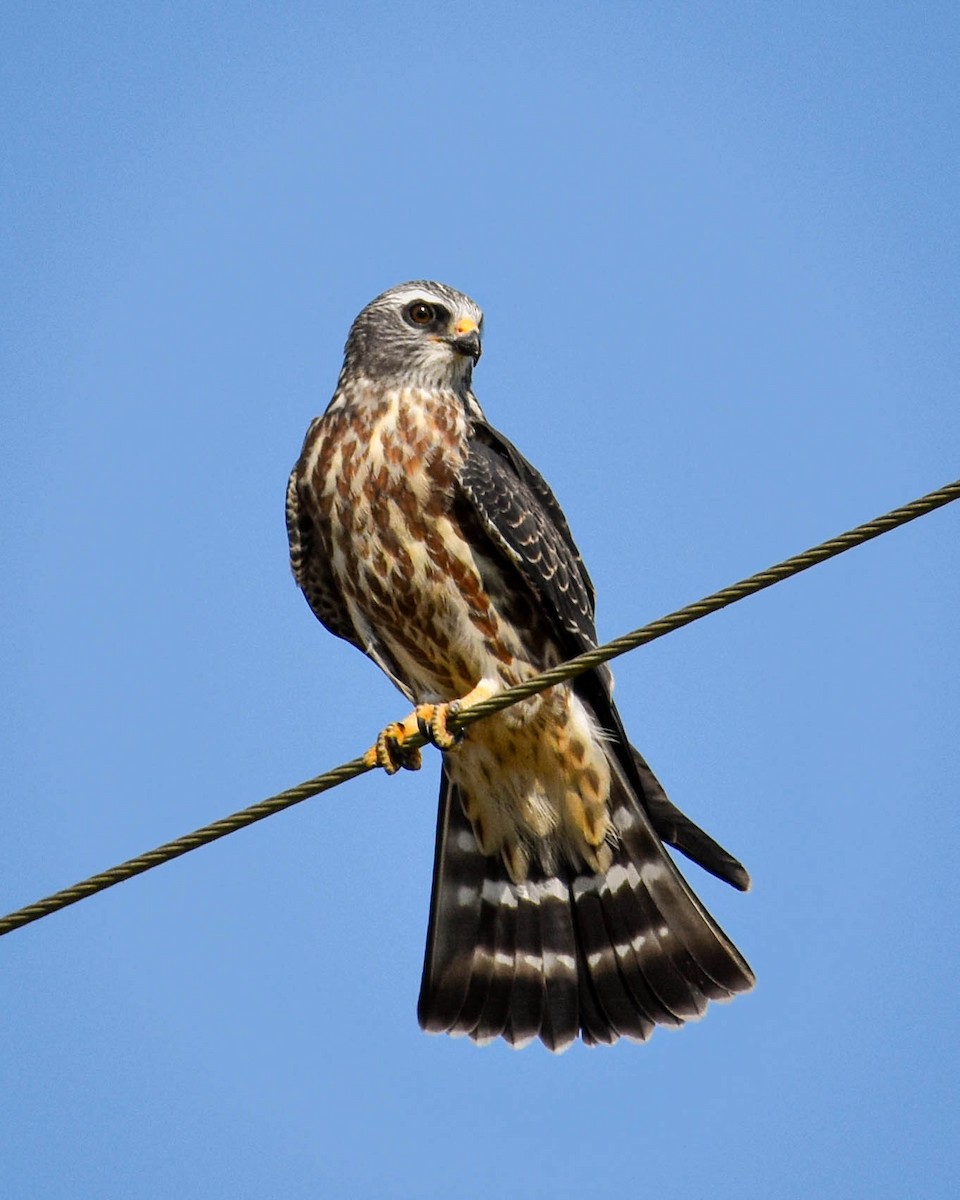 Milan du Mississippi - ML652601733