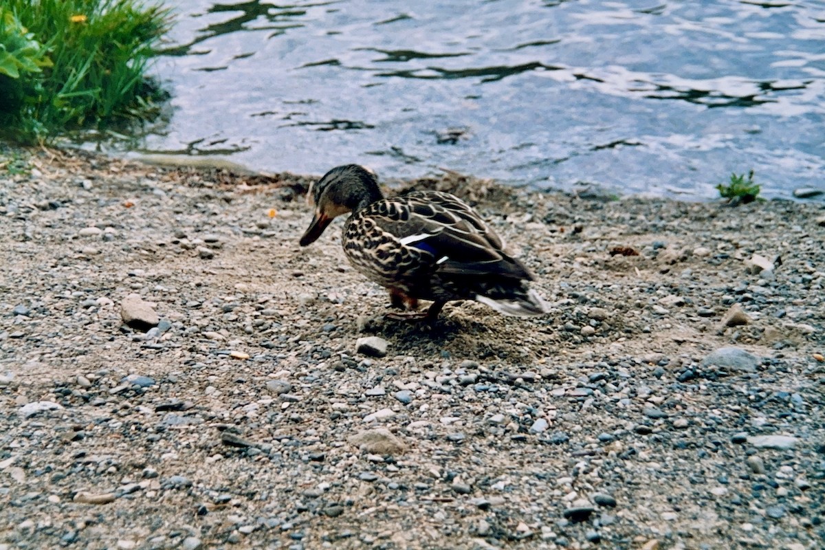 Mallard - ML652601811