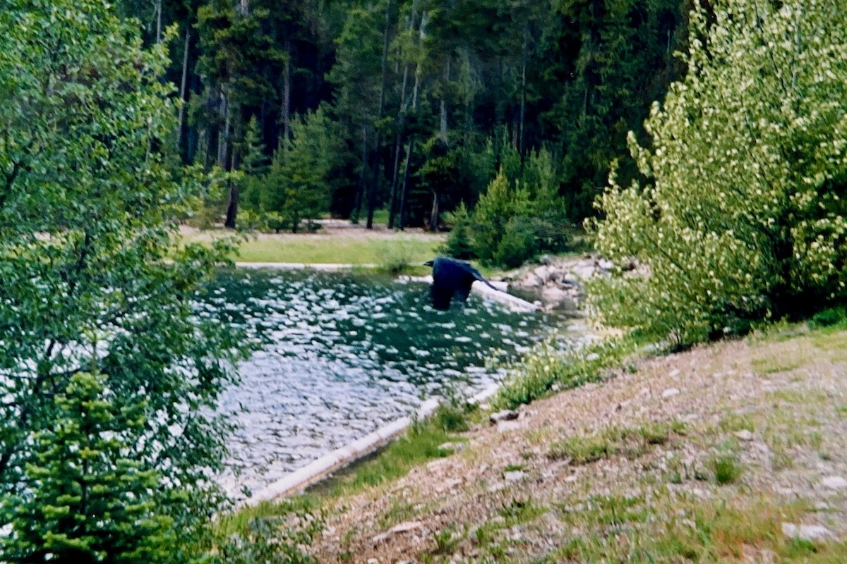 Common Raven - ML652601817