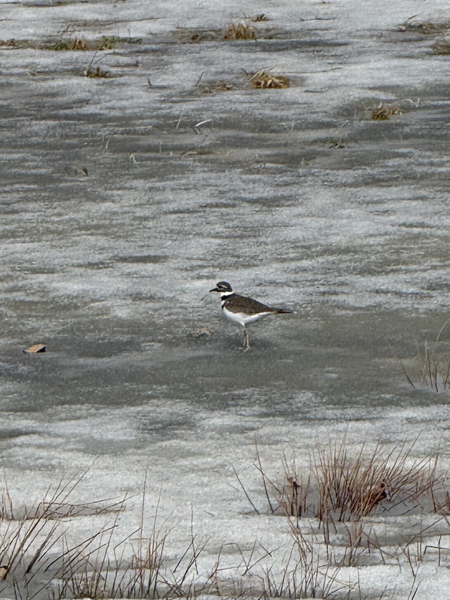Keilschwanz-Regenpfeifer - ML652601998