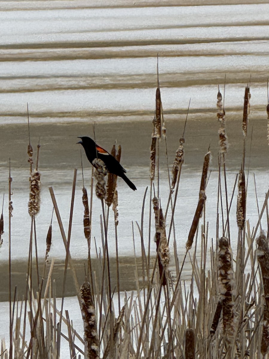 Rotflügelstärling - ML652602005