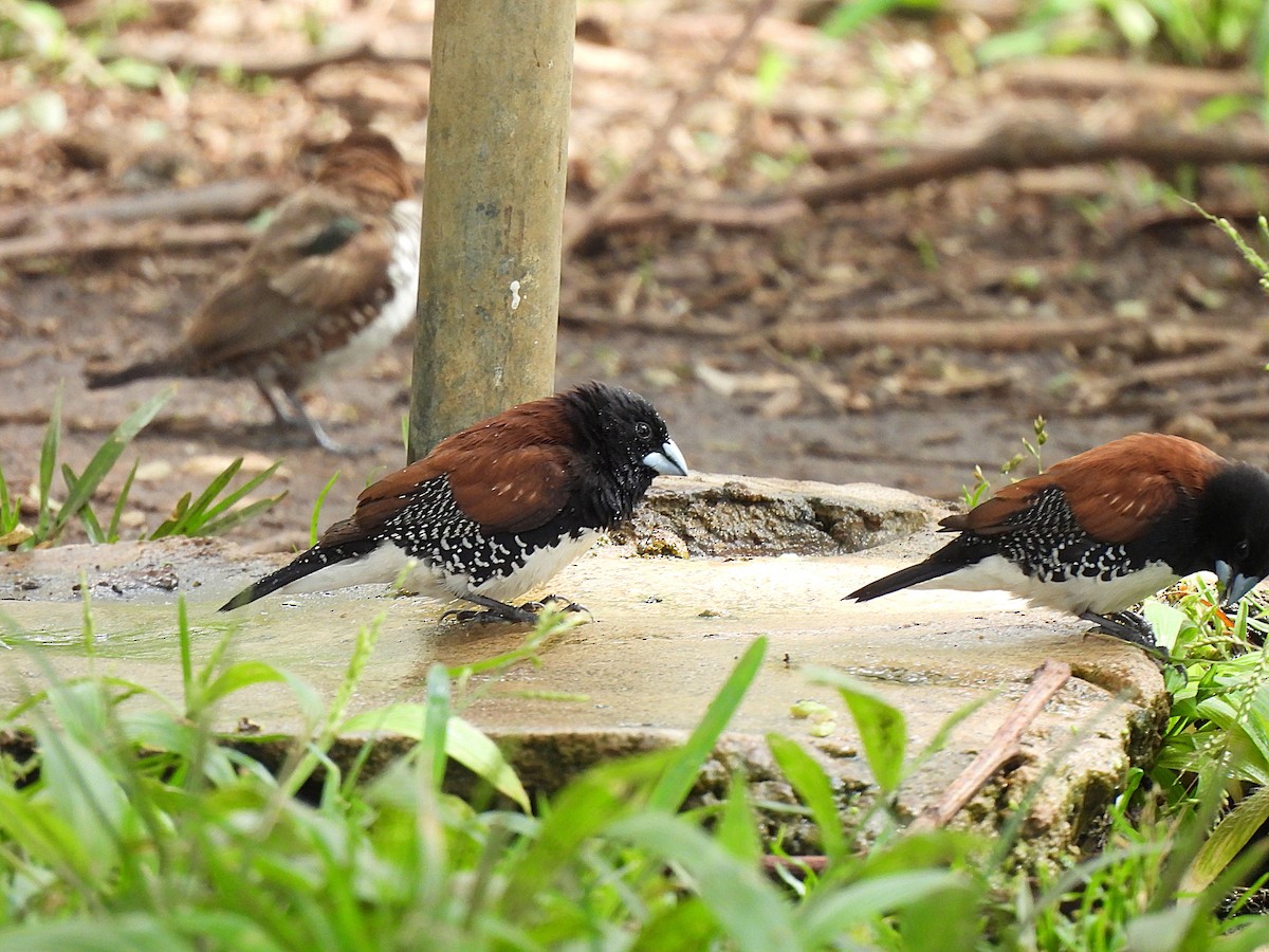 Black-and-white Mannikin - ML652602130