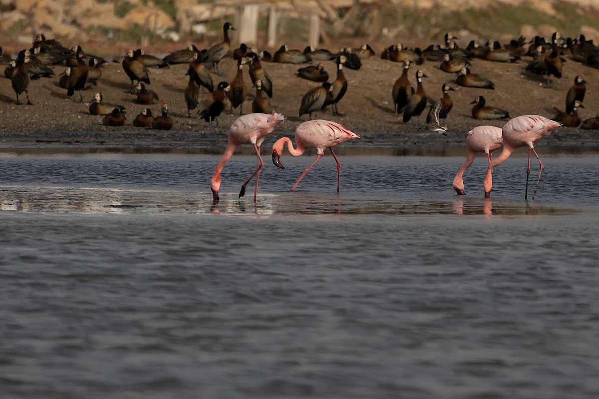 Lesser Flamingo - ML652602174