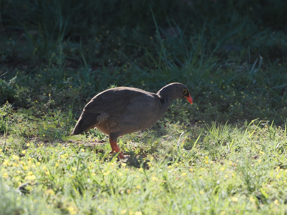 Красноклювый франколин - ML652602238