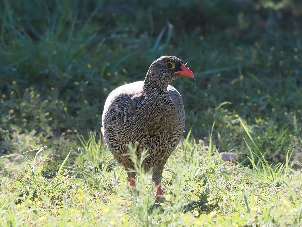 Красноклювый франколин - ML652602260