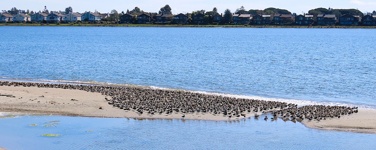 Kara Karınlı Kumkuşu - ML652602263