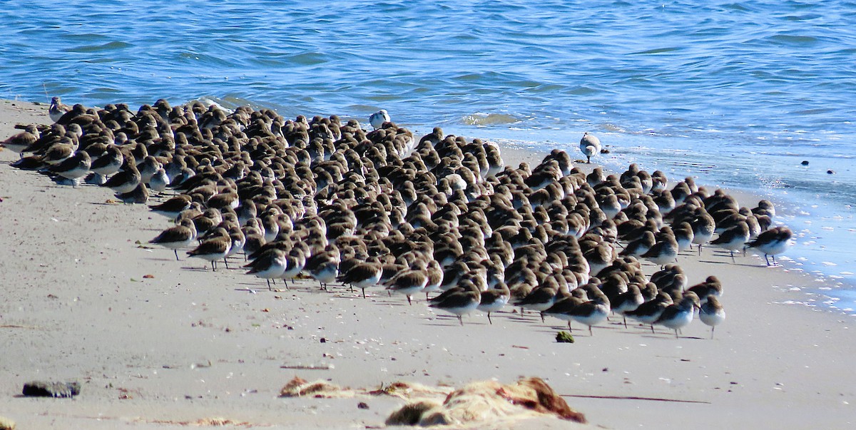 Kara Karınlı Kumkuşu - ML652602267