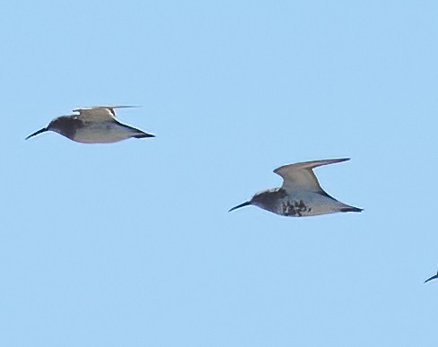 Kara Karınlı Kumkuşu - ML652602271