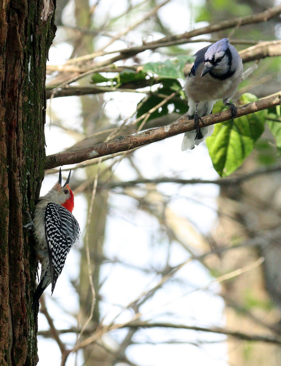 アオカケス - ML652602395