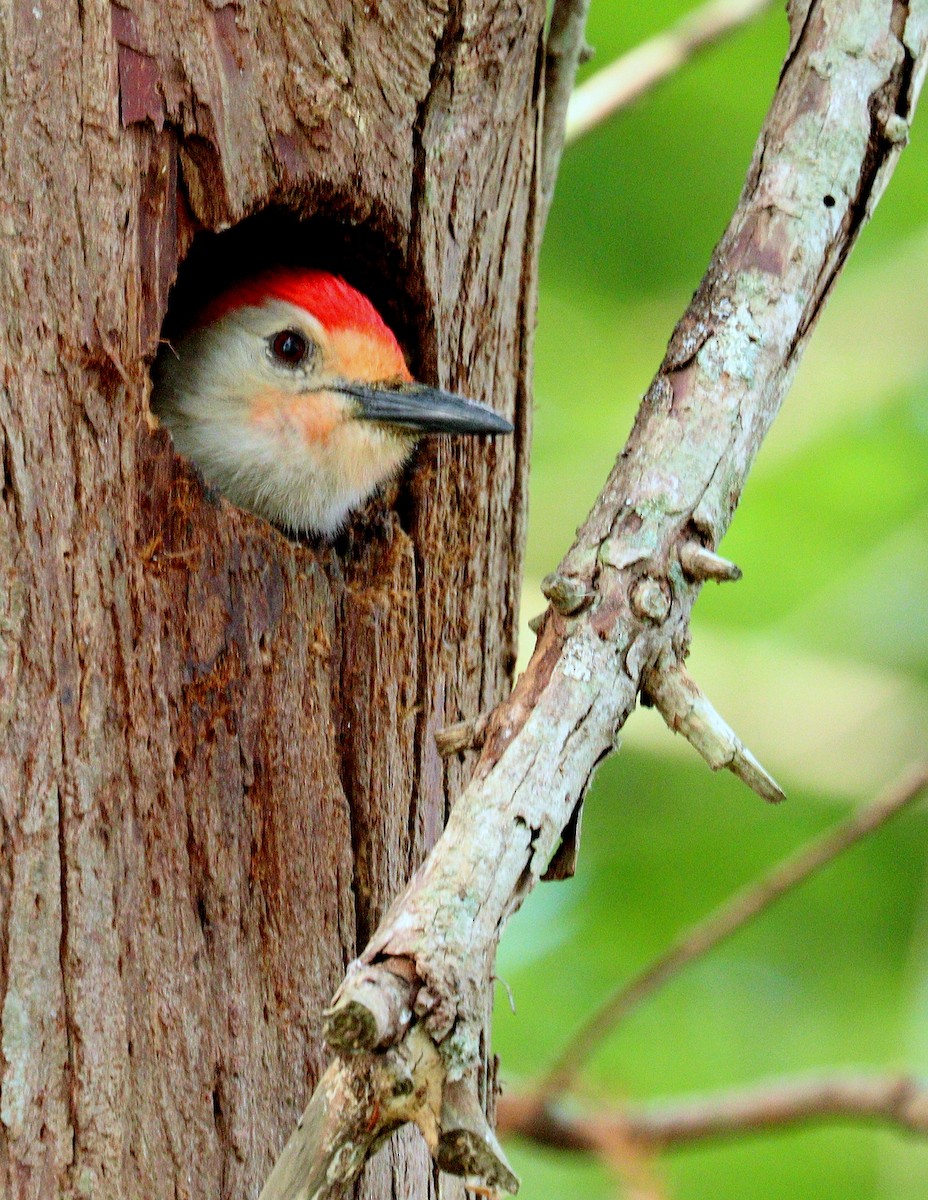 シマセゲラ - ML652602488