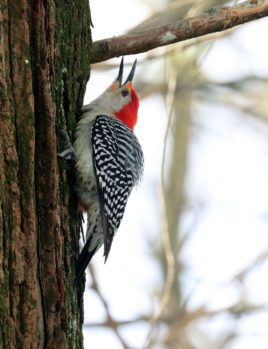 シマセゲラ - ML652602502