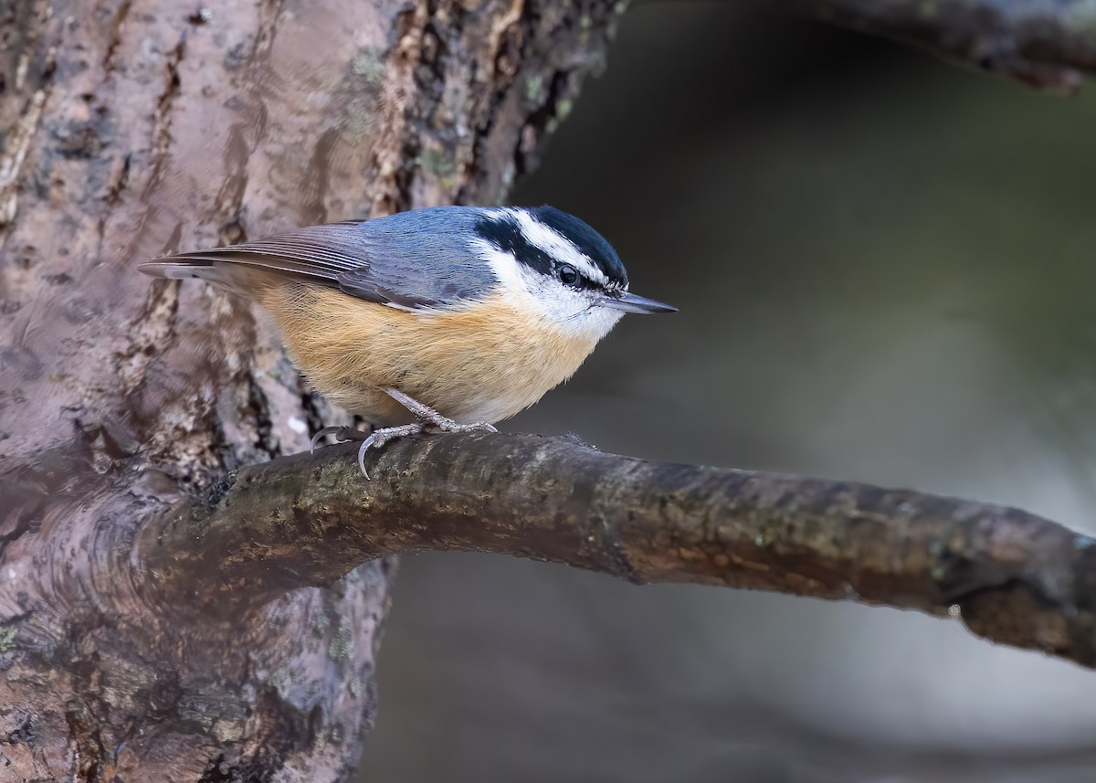 Red-breasted Nuthatch - ML652602548
