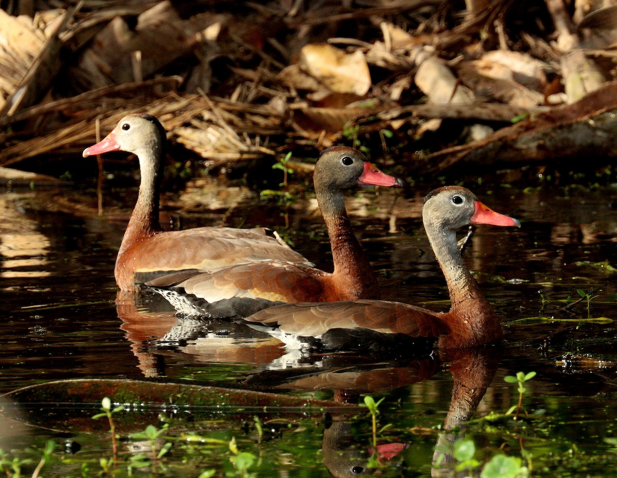 アカハシリュウキュウガモ - ML652602584