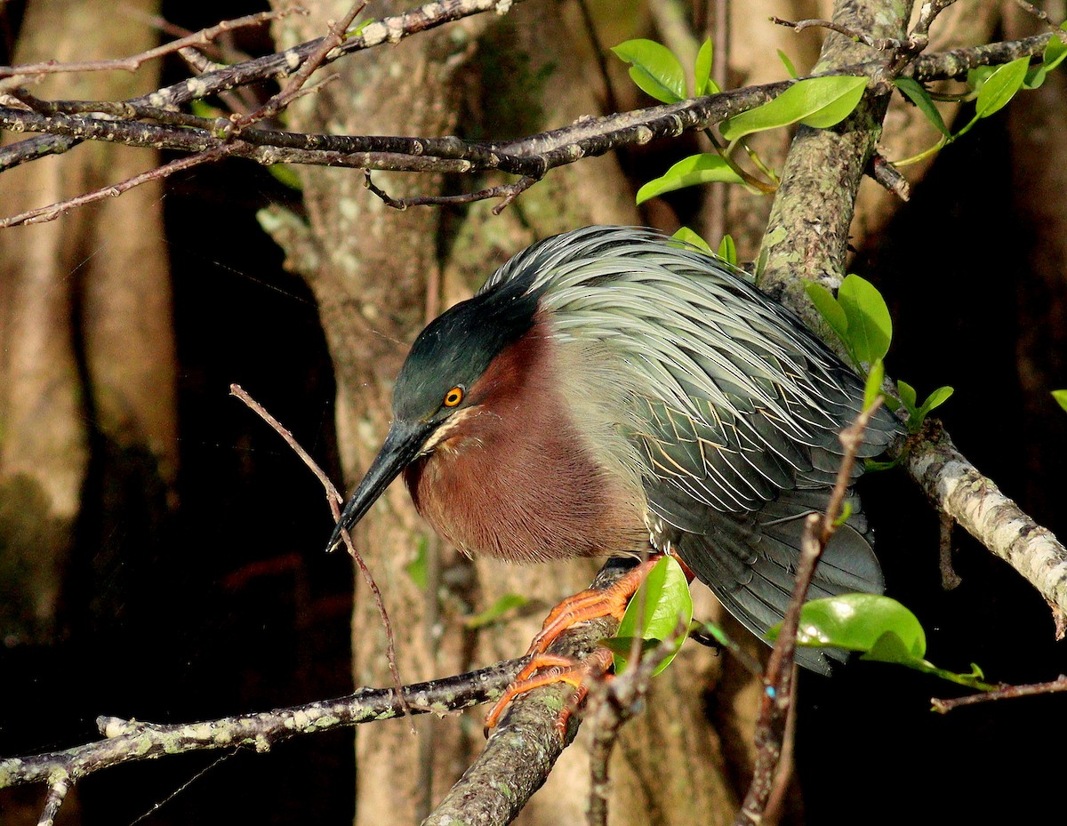 アメリカササゴイ - ML652602682