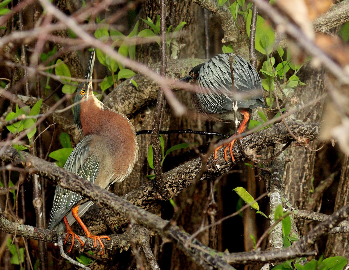 アメリカササゴイ - ML652602696