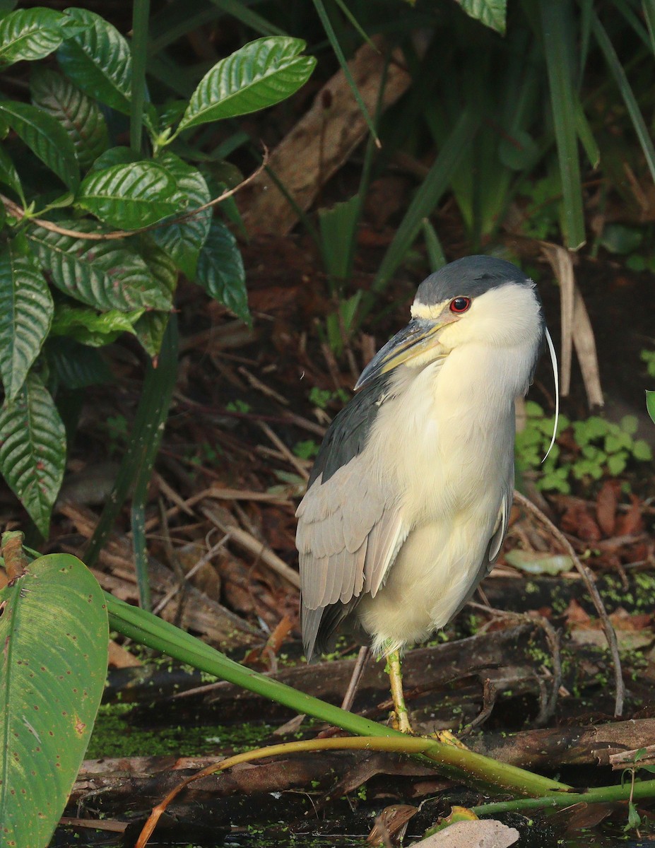 ゴイサギ - ML652602779