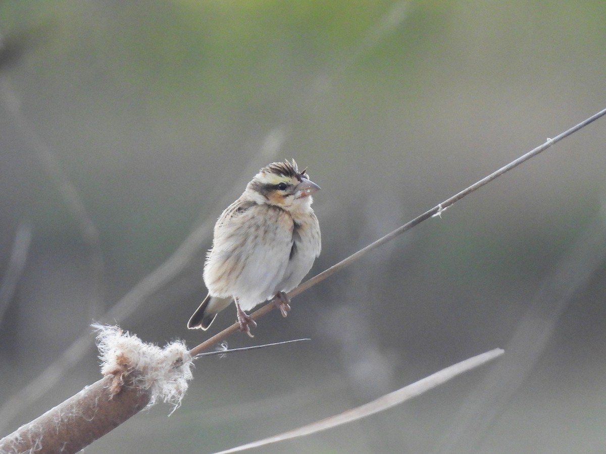 Euplecte vorabé - ML652602827