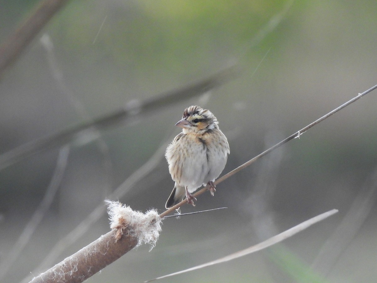 Euplecte vorabé - ML652602829