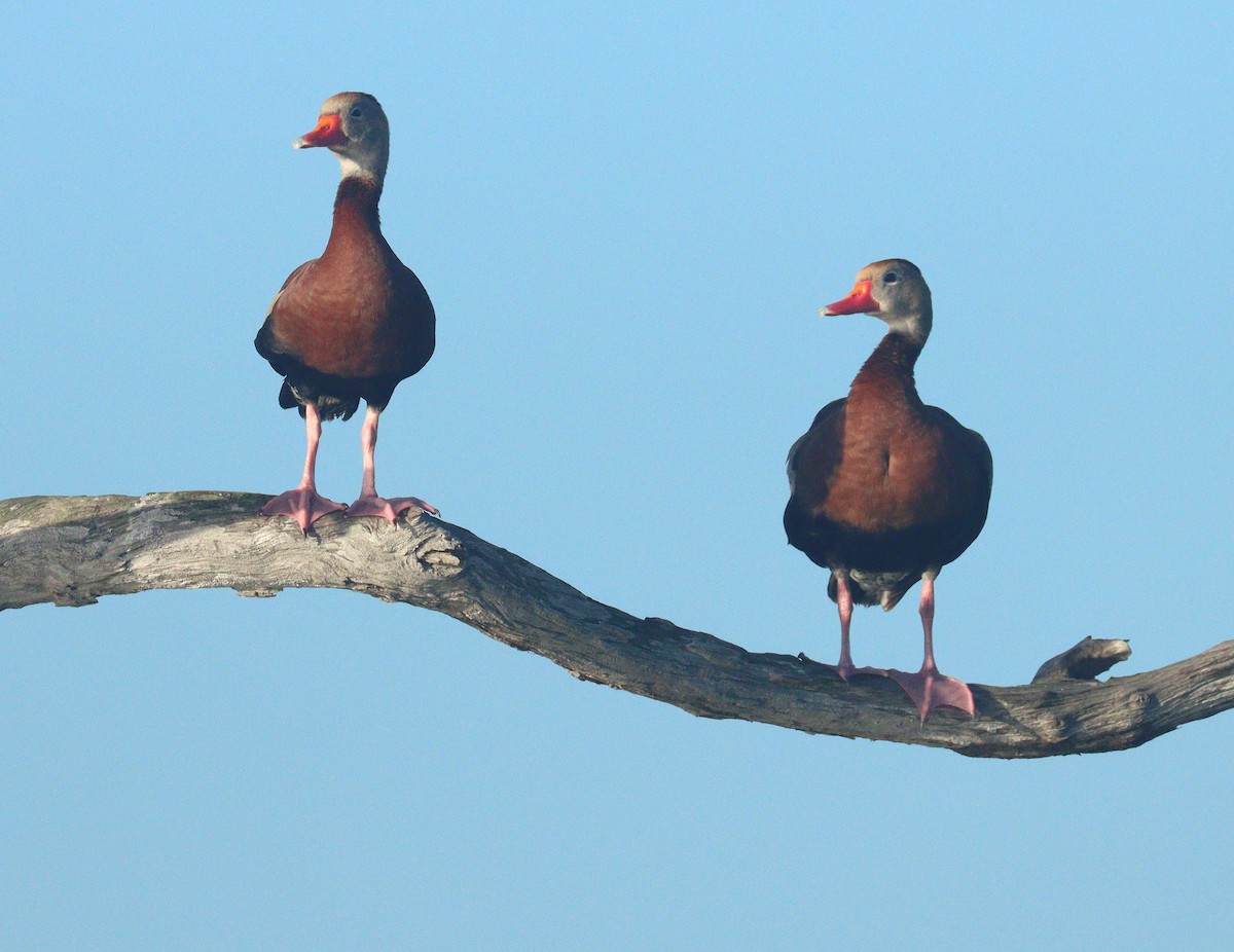 アカハシリュウキュウガモ - ML652602843