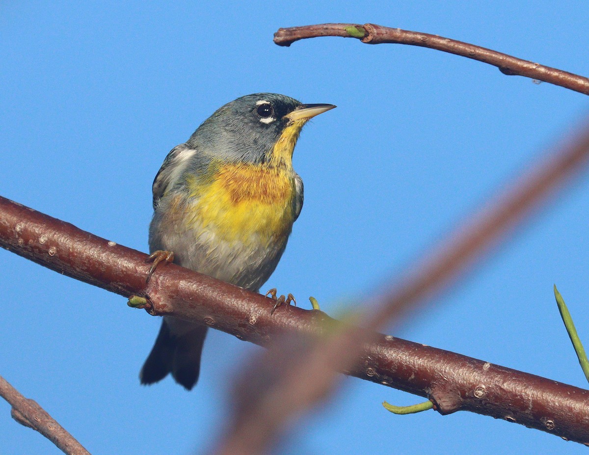 アサギアメリカムシクイ - ML652602888