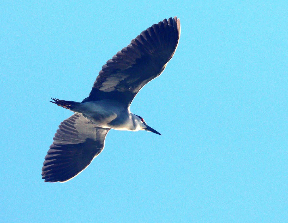 ゴイサギ - ML652602932