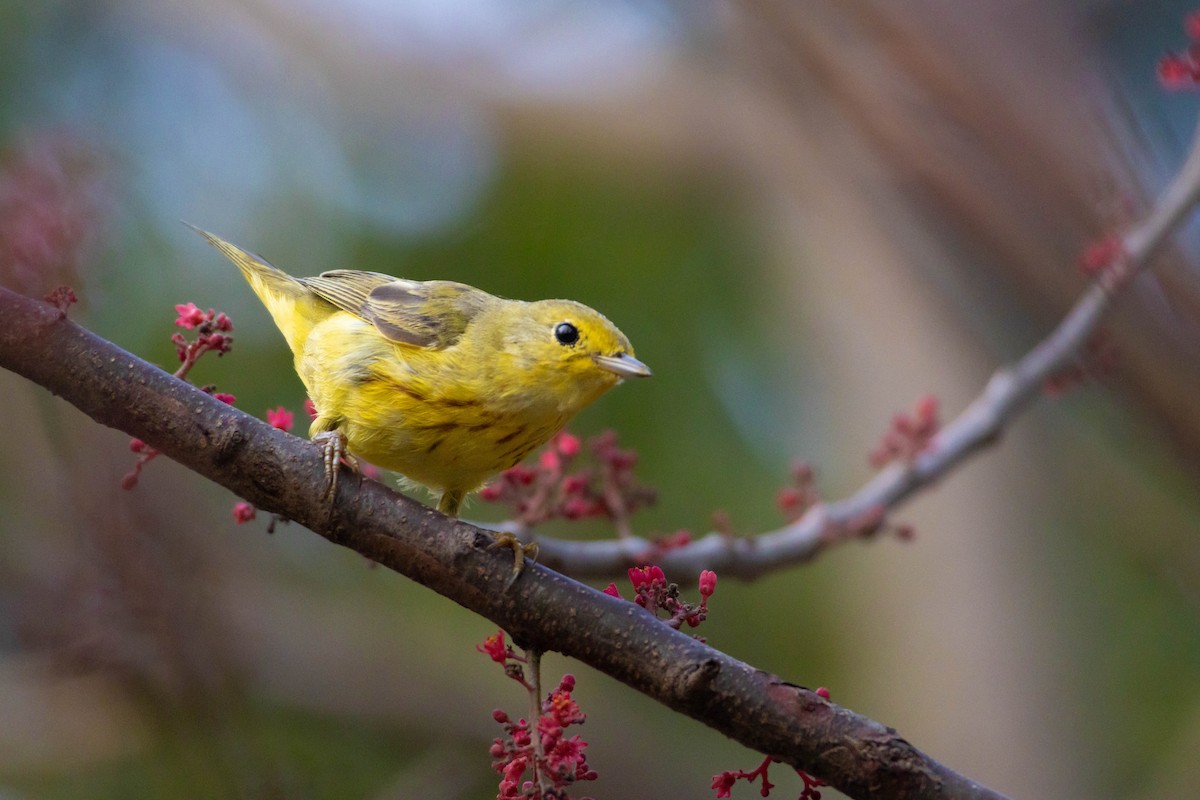 Northern/Mangrove Yellow Warbler - ML652603003