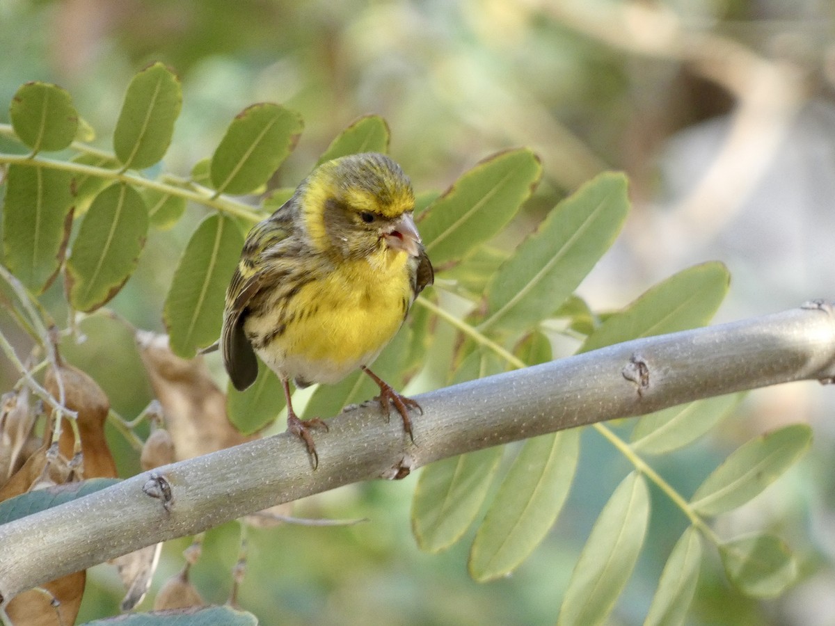 Щедрик європейський - ML652603036