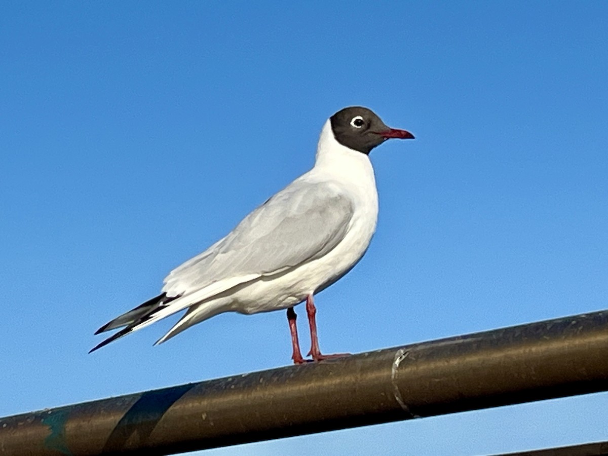 Мартин звичайний - ML652603139