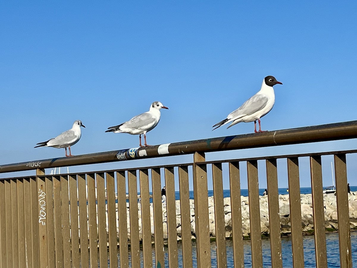 Мартин звичайний - ML652603140