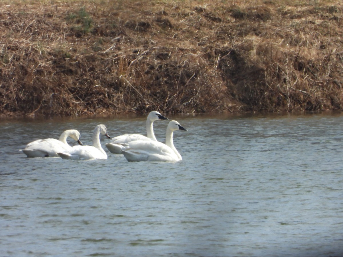 Tundra Swan - ML652603305