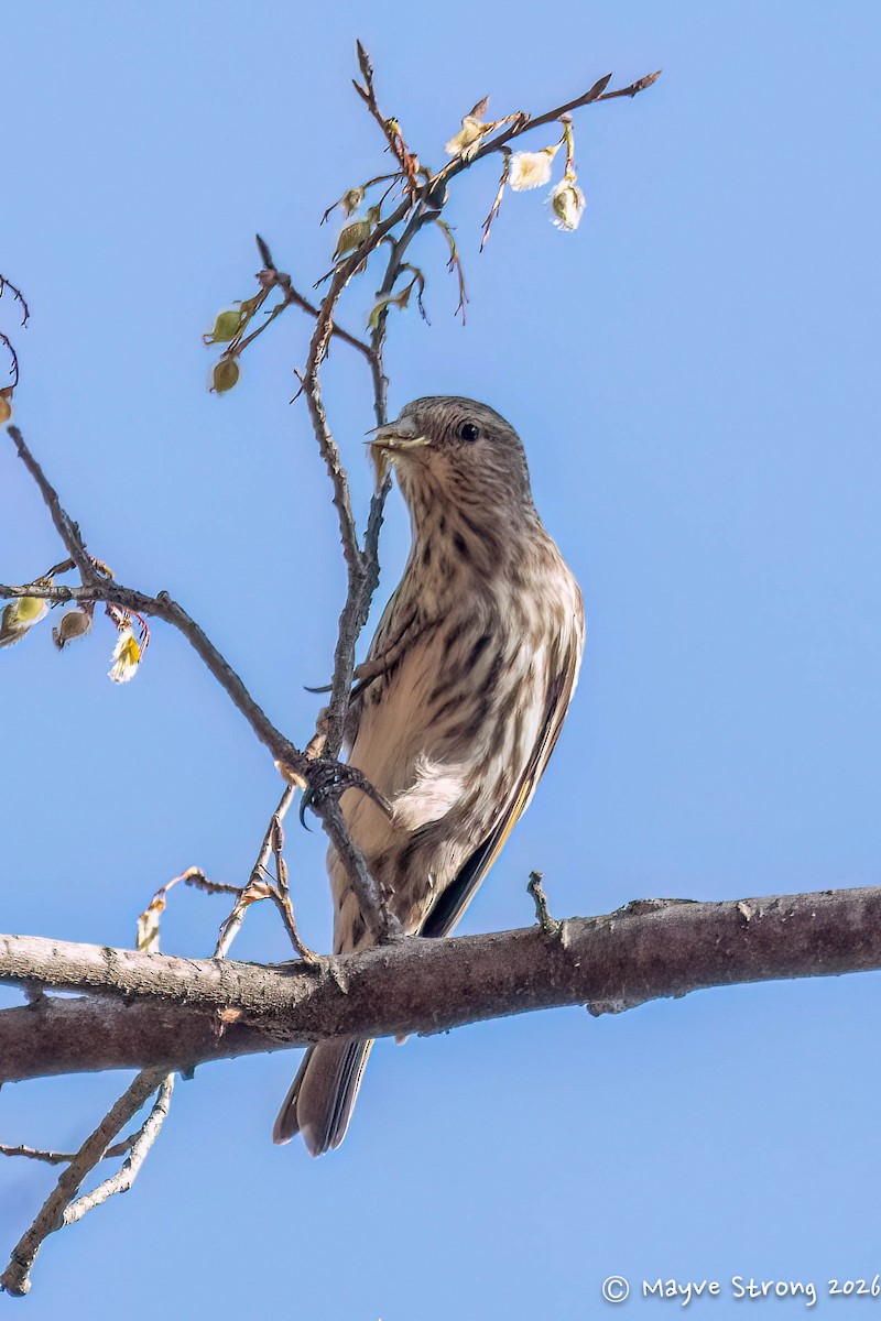 マツノキヒワ - ML652603573