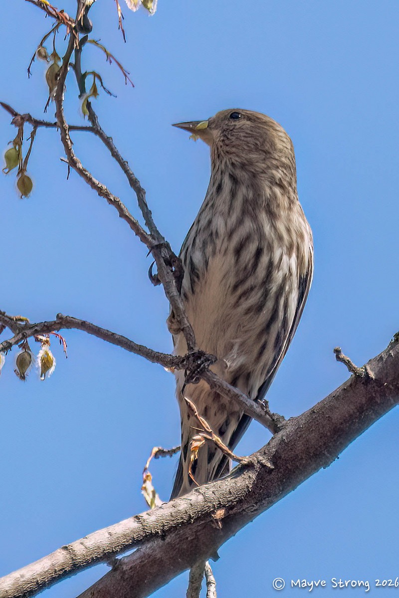 マツノキヒワ - ML652603574