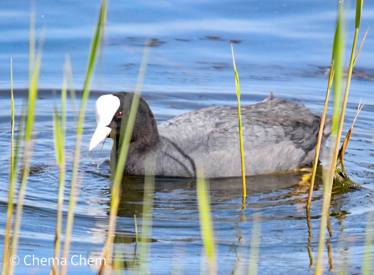 Лиска звичайна - ML652603593