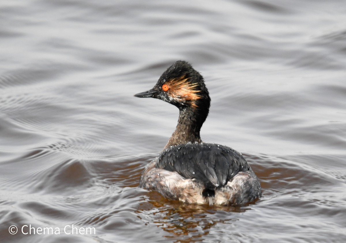 Пірникоза чорношия - ML652603629