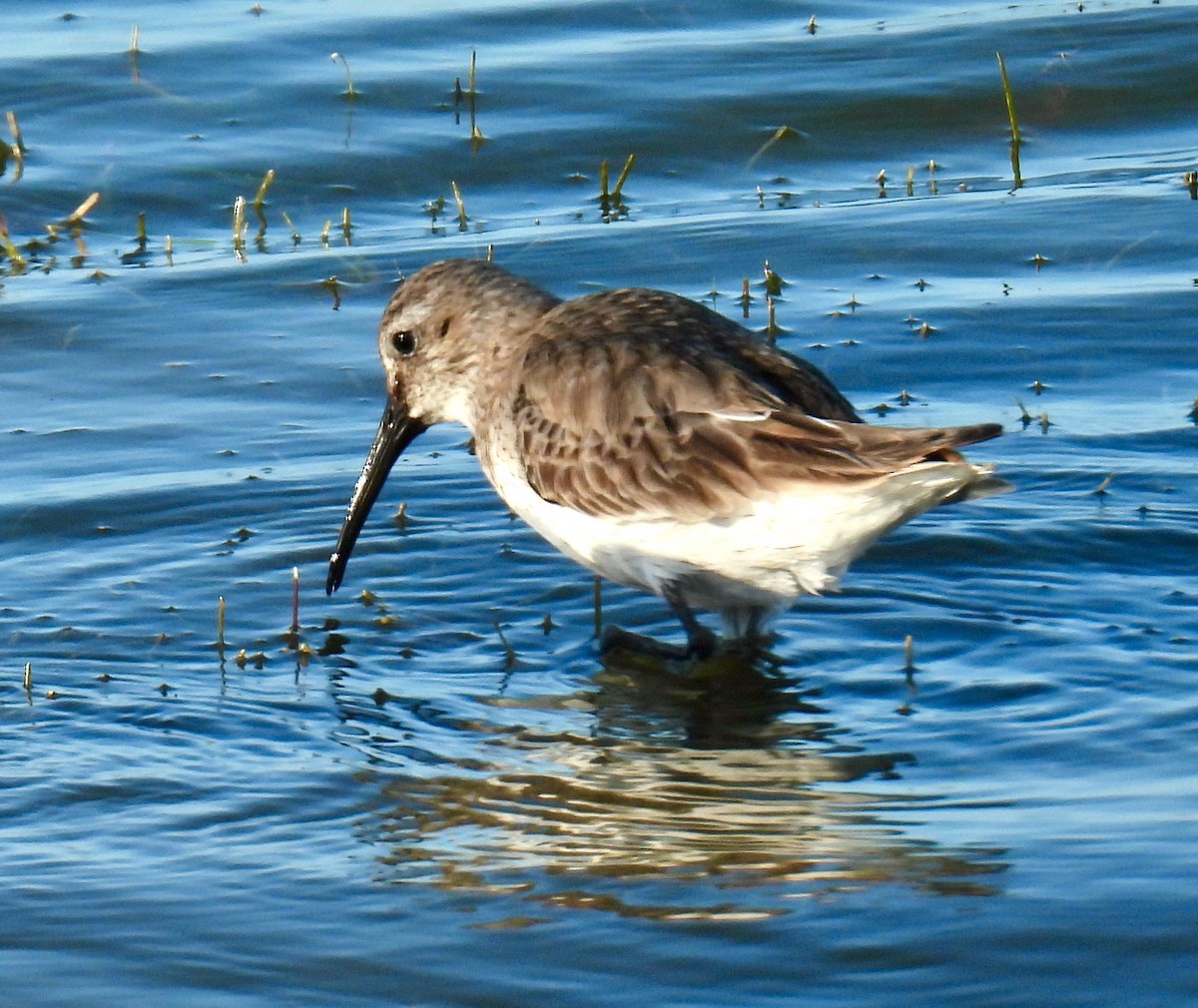 Kara Karınlı Kumkuşu - ML652603630