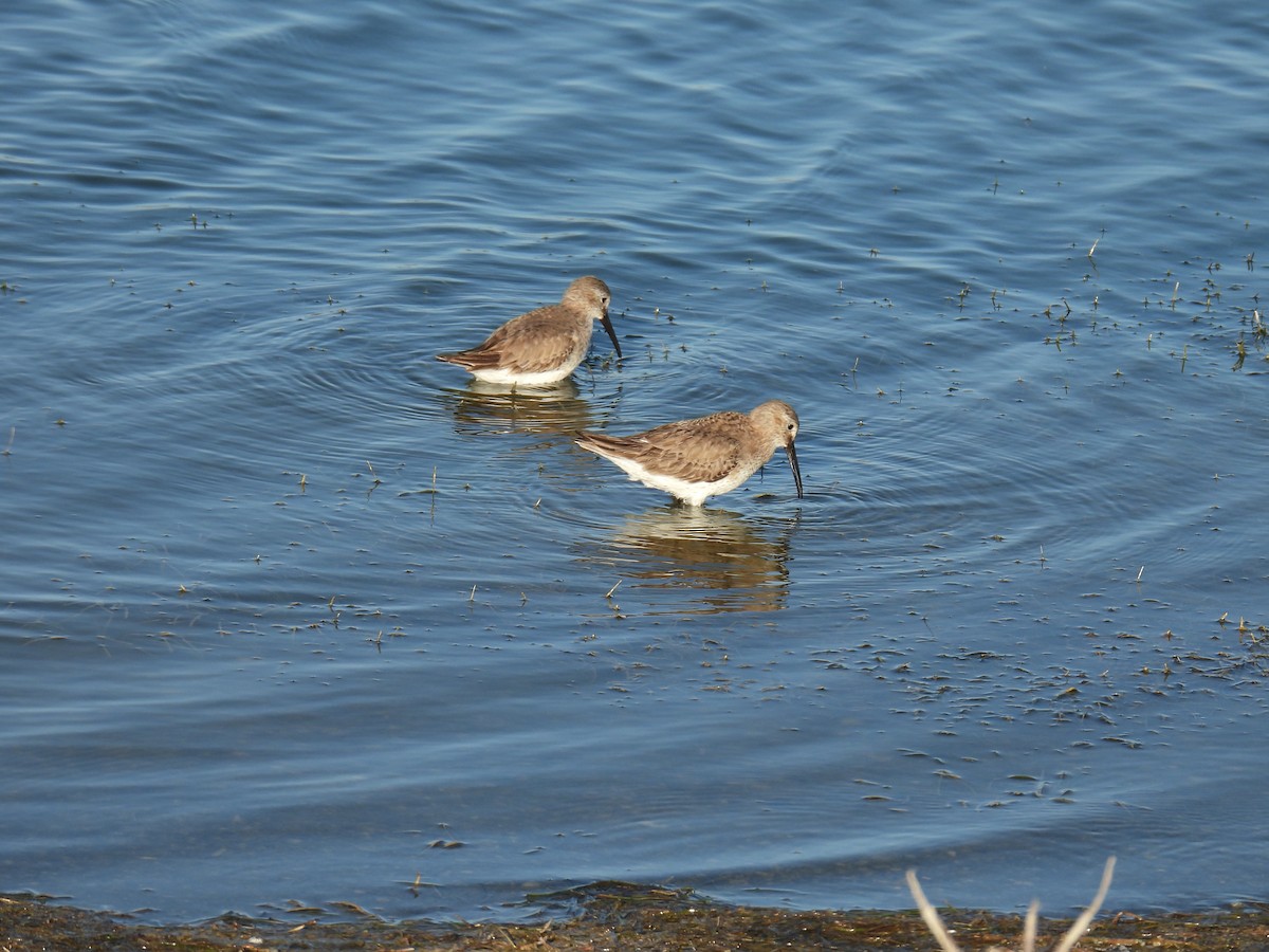 Kara Karınlı Kumkuşu - ML652603631