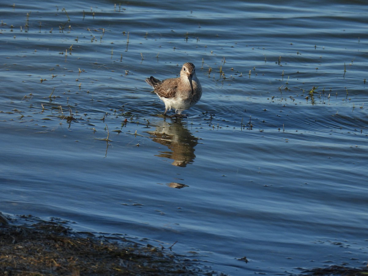 Kara Karınlı Kumkuşu - ML652603632