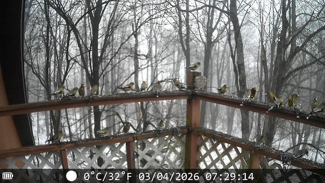 Evening Grosbeak - ML652603643