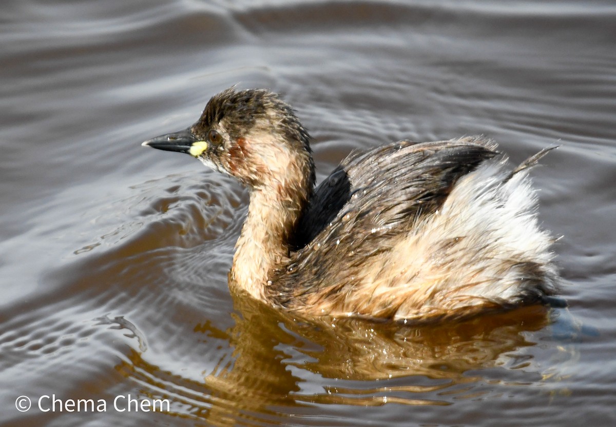 Пірникоза мала - ML652603675