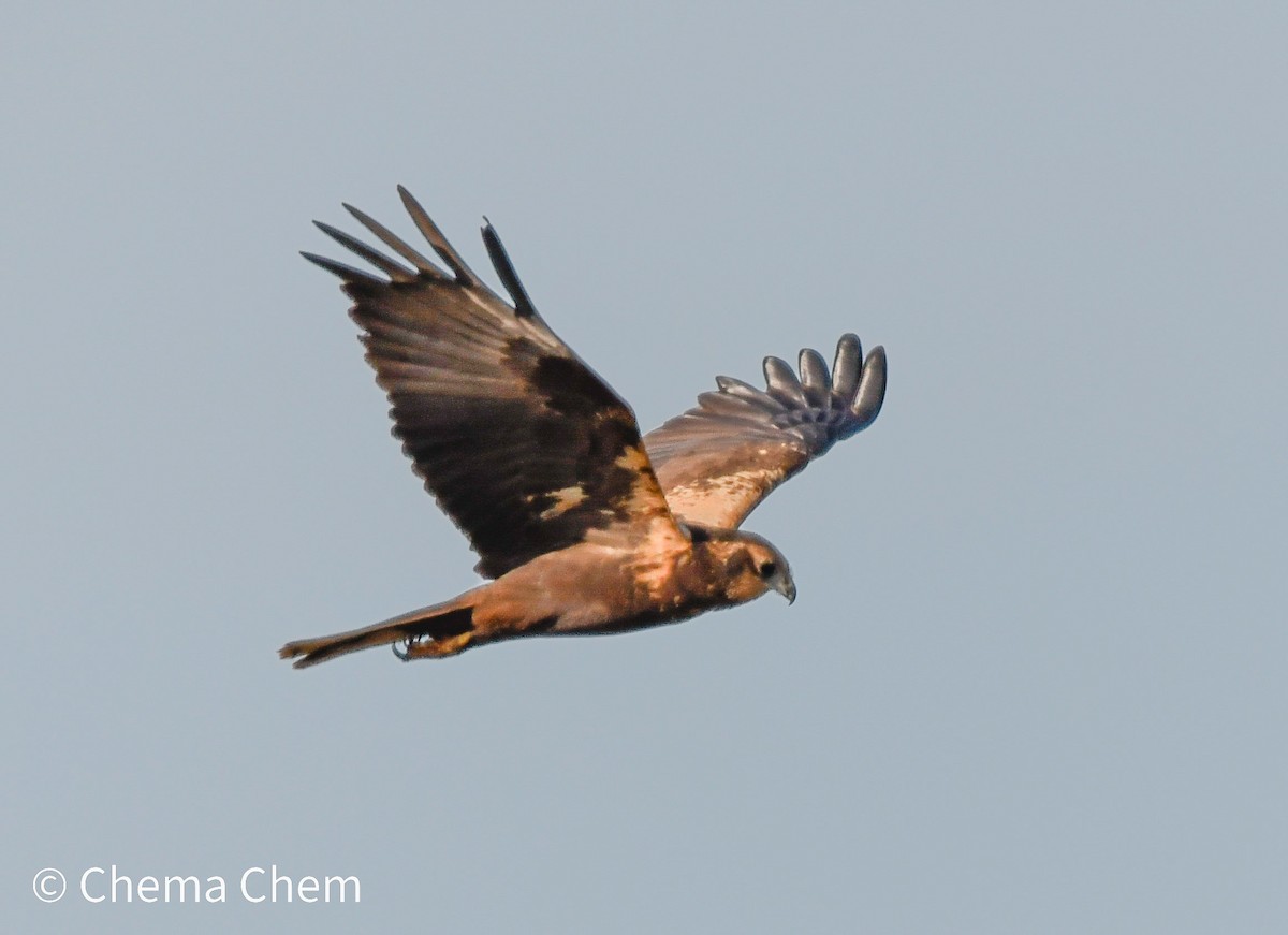 Лунь очеретяний - ML652603715